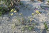 Phlojodicarpus sibiricus. Отцветающее растение. Иркутская обл., песчаный берег оз. Байкал. 23.07.2007.