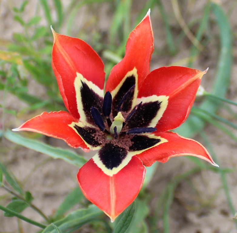 Image of Tulipa hoogiana specimen.
