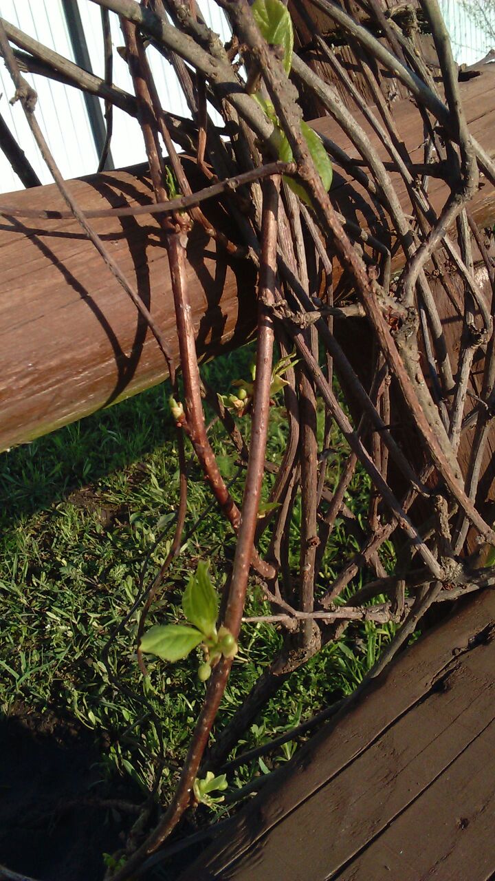 Image of Schisandra chinensis specimen.