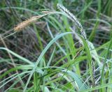 Carex acuta. Соцветия. Санкт-Петербург, Пискарёвский парк. 29.05.2009.