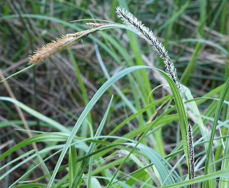 Image of Carex acuta specimen.