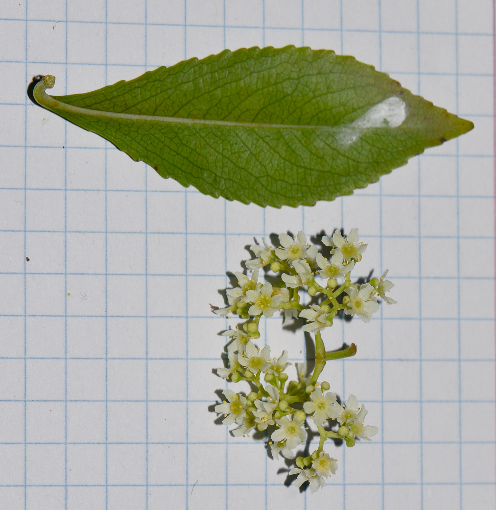 Image of Catha edulis specimen.