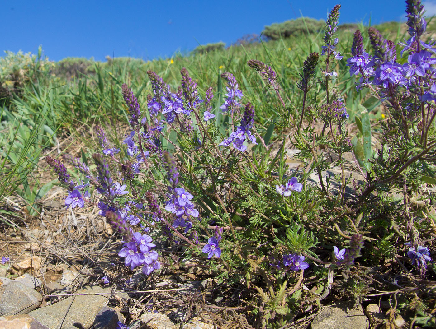 Image of Veronica capsellicarpa specimen.