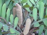 Zamia furfuracea