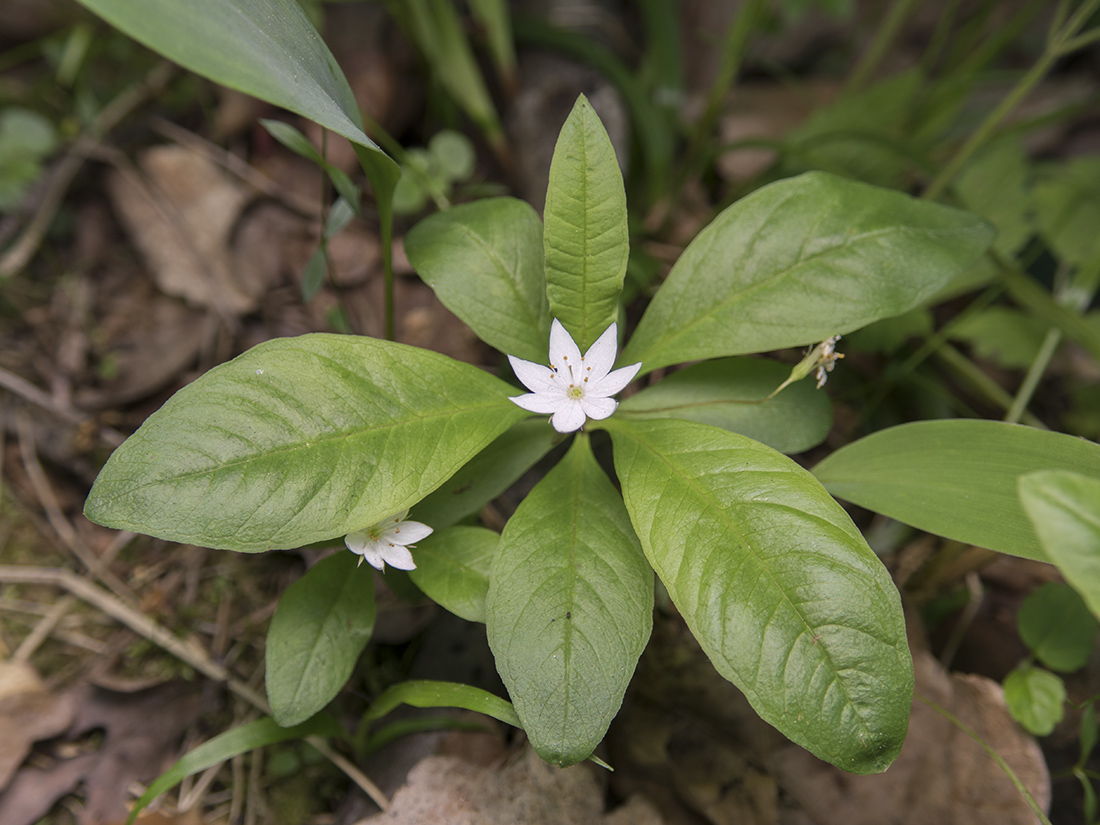 Image of Trientalis europaea specimen.