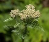Achillea millefolium. Верхушка растения с нераскрывшимися соцветиями. Московская обл., Раменский р-н, окр. ж.-д. платформы Хрипань, смешанный лес у ЛЭП. 13.06.2016.