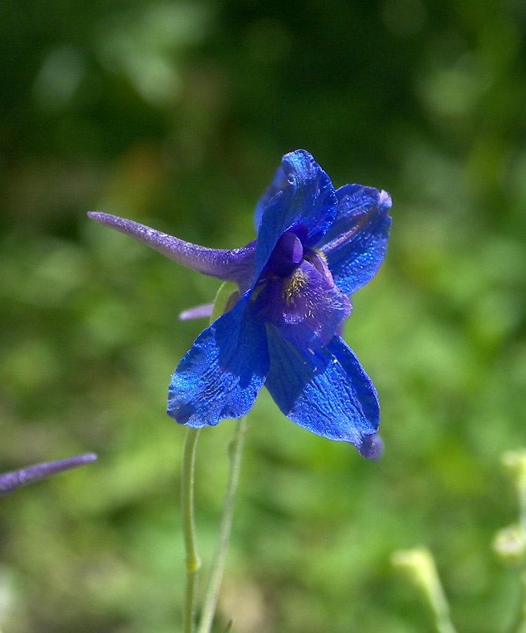 Image of Delphinium tatsienense specimen.