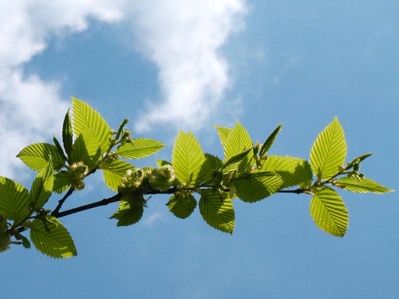 Изображение особи Carpinus betulus.