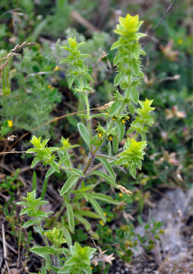 Image of Sideritis montana specimen.