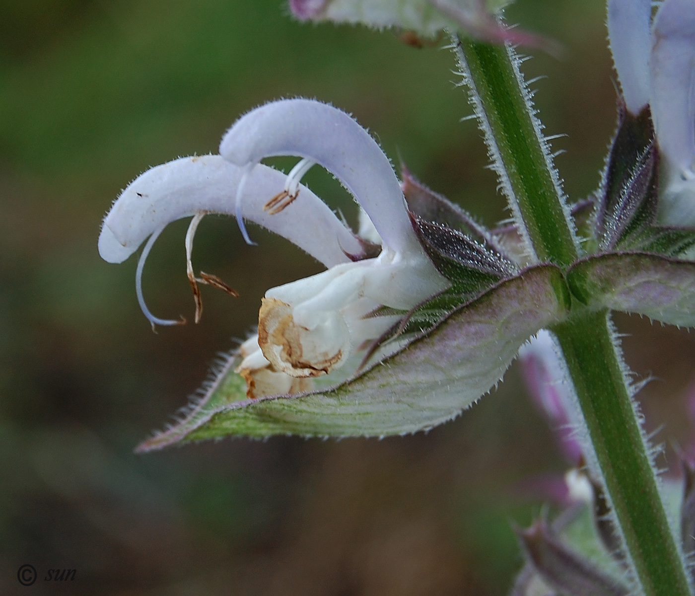 Image of Salvia sclarea specimen.