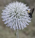 Echinops albidus