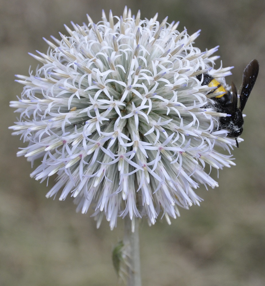 Изображение особи Echinops albidus.