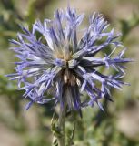 Echinops microcephalus