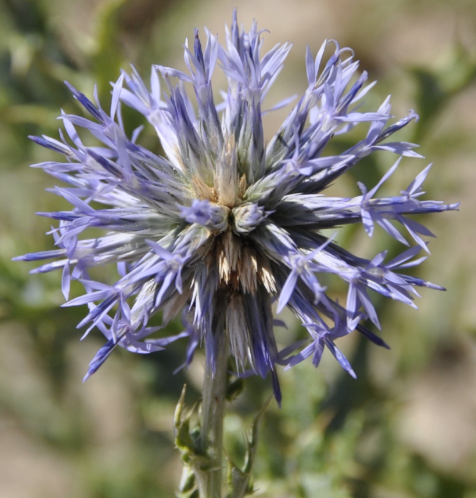 Изображение особи Echinops microcephalus.