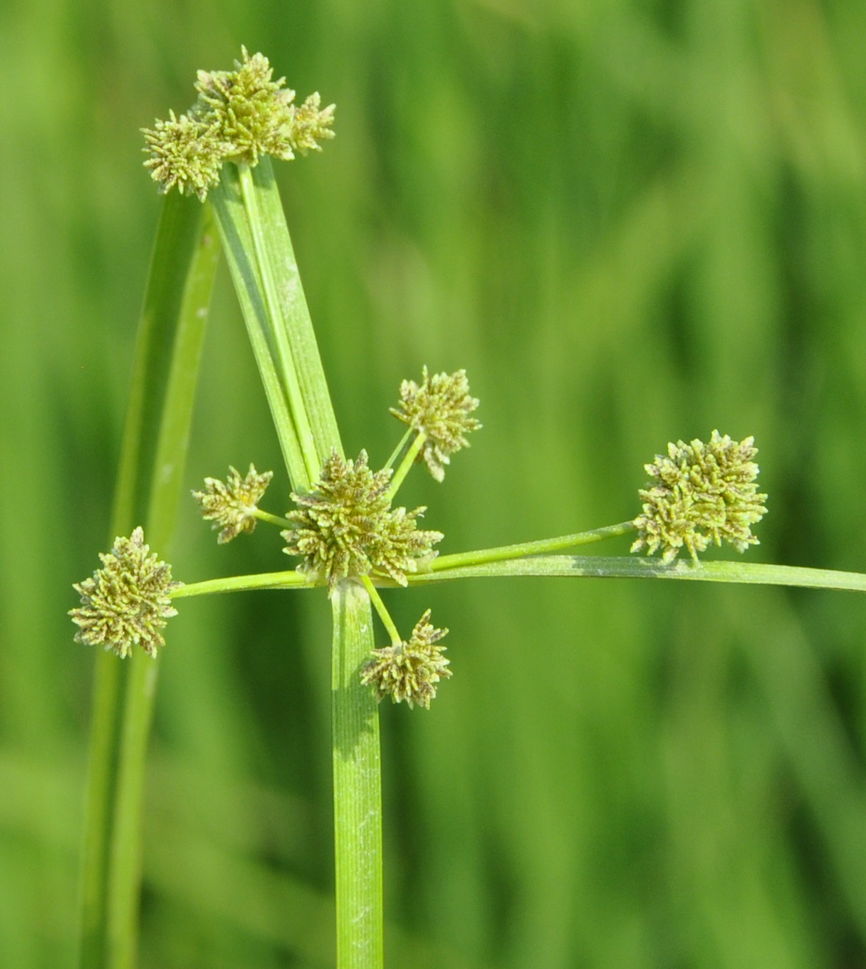 Изображение особи Cyperus difformis.