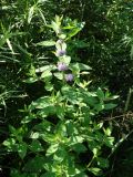 Mentha canadensis