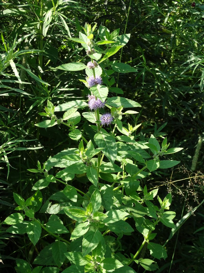 Image of Mentha canadensis specimen.