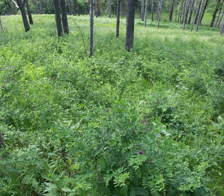 Изображение особи Lathyrus niger.