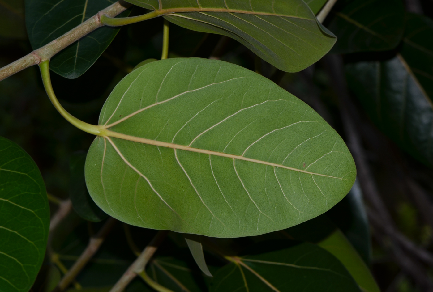 Изображение особи Ficus benghalensis.