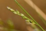 Panicum turgidum. Бутонизирующее соцветие. Израиль, г. Эйлат, территория гостиницы \"Орхидея\", газон, сорное. 12.10.2016.