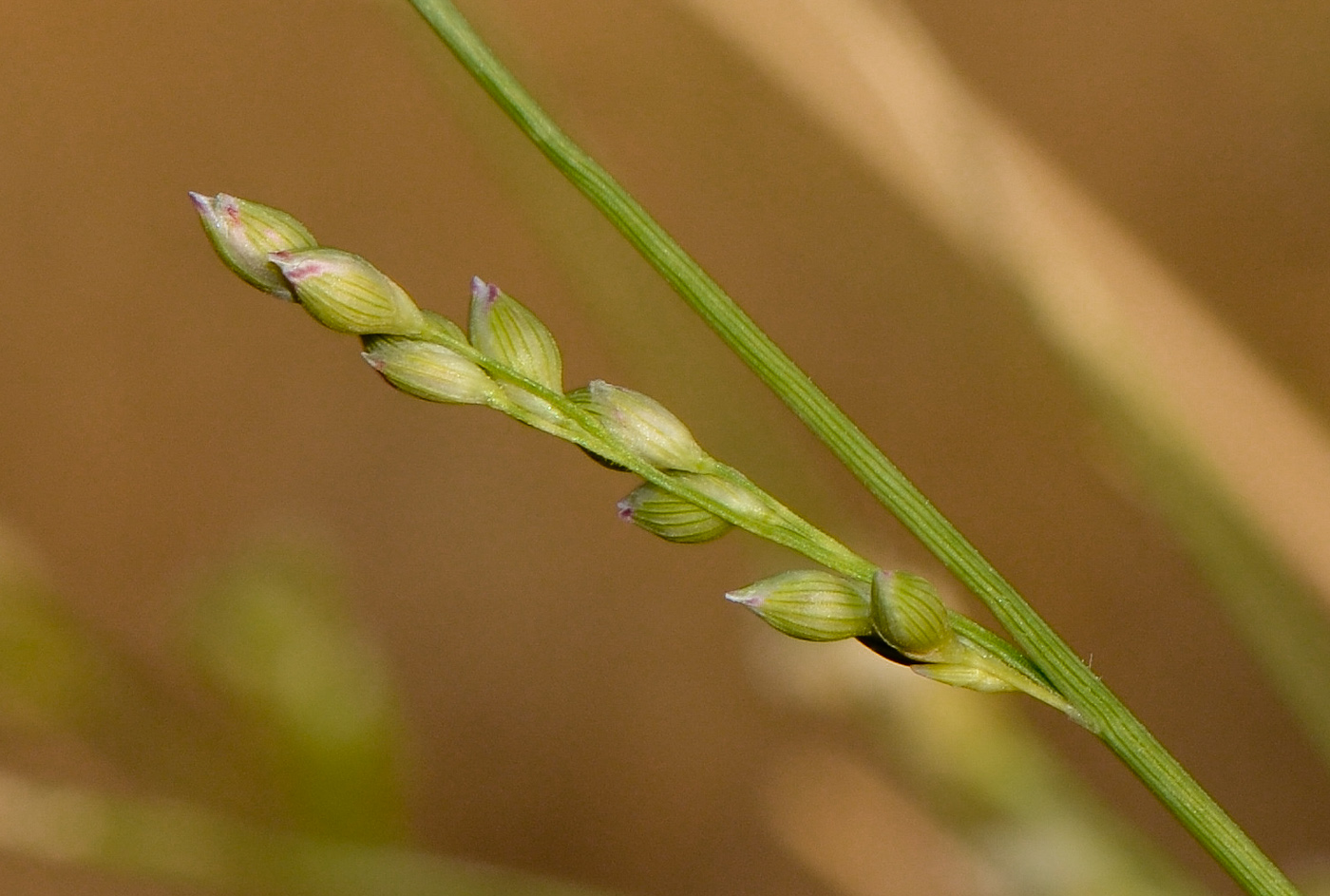 Image of Panicum turgidum specimen.