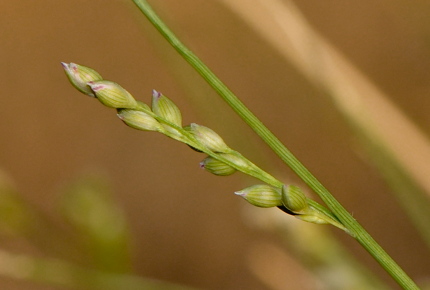 Изображение особи Panicum turgidum.