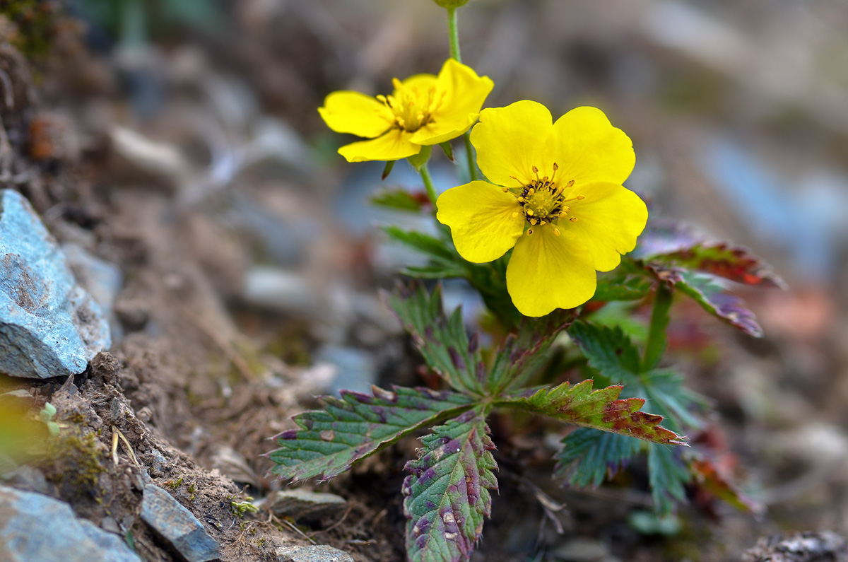 Изображение особи Potentilla asiatica.