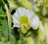 Astragalus aleppicus