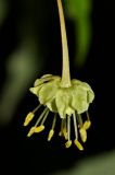 Acer mandshuricum