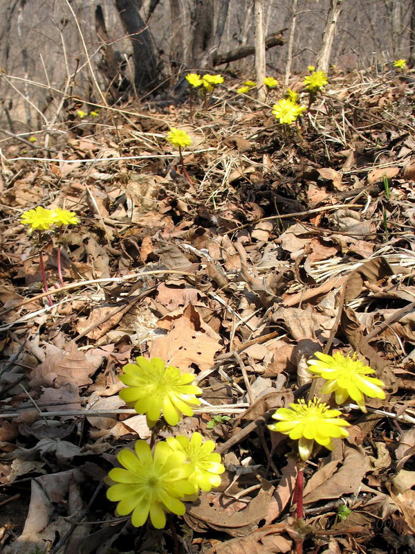 Image of Adonis amurensis specimen.