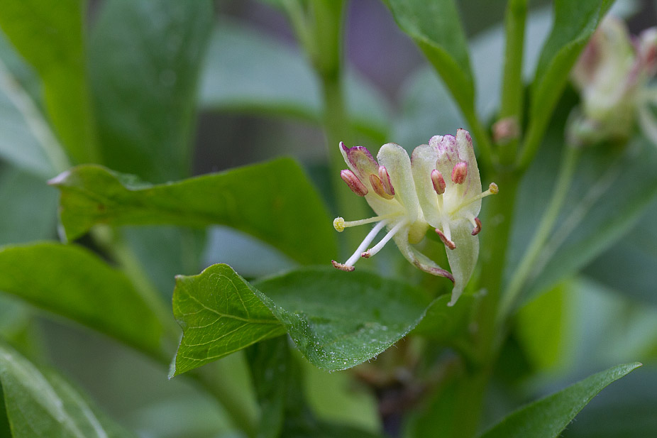 Image of Lonicera alpigena specimen.