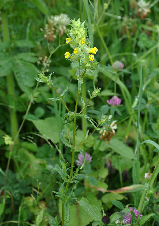 Image of Rhinanthus minor specimen.