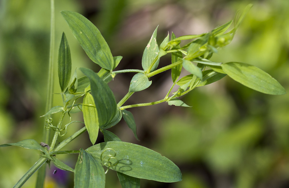 Изображение особи Lathyrus pratensis.