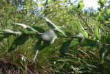 Platycodon grandiflorus. Часть побега. Амурская обл., Бурейский р-н, окр. с. Виноградовка, обочина дороги в дубовом лесу. 15.07.2016.