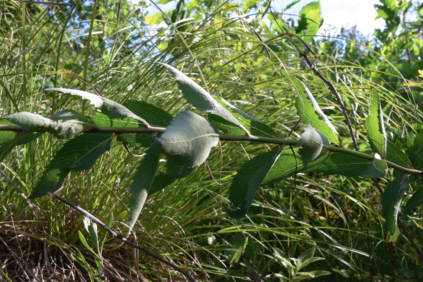 Изображение особи Platycodon grandiflorus.