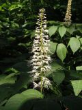 Aesculus parviflora