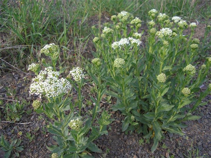 Image of Cardaria draba specimen.