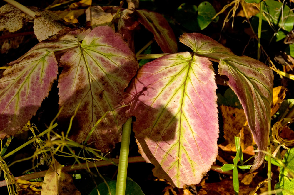 Image of Aegopodium podagraria specimen.