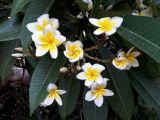 Plumeria rubra variety acutifolia