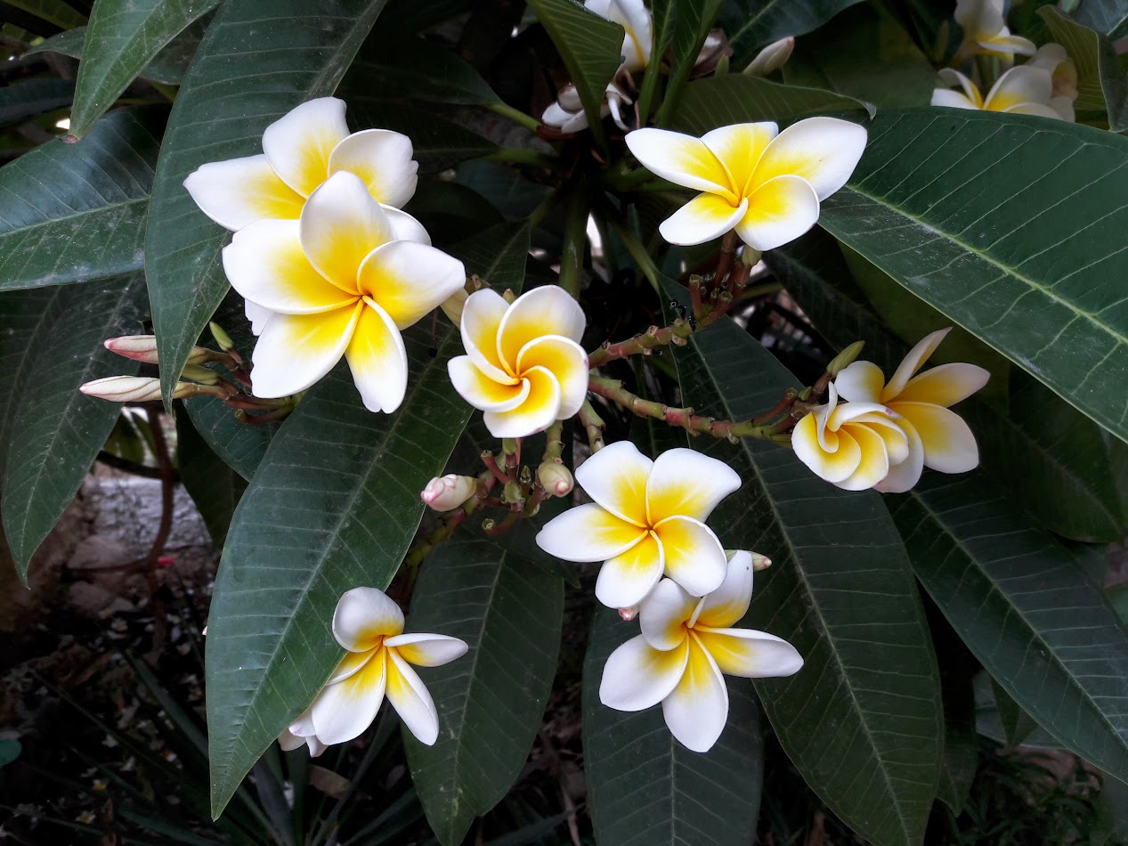 Изображение особи Plumeria rubra var. acutifolia.