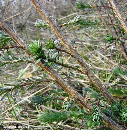 Изображение особи Linum austriacum.