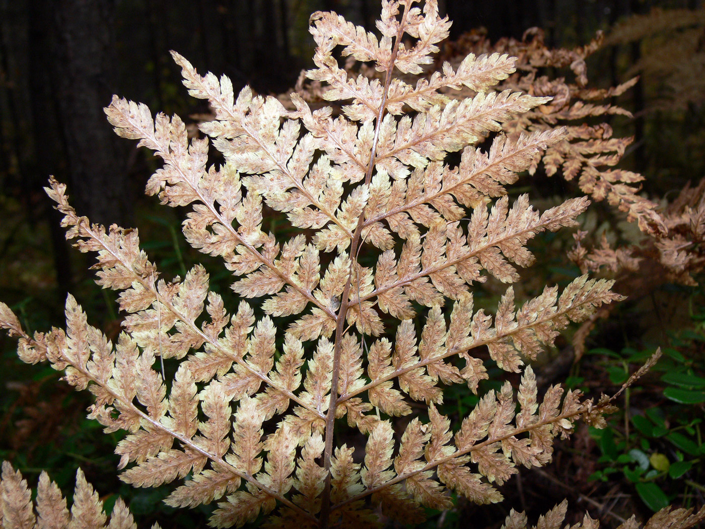 Image of Dryopteris expansa specimen.