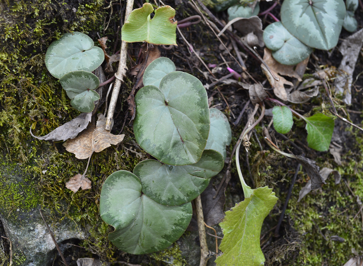 Image of Cyclamen abchasicum specimen.