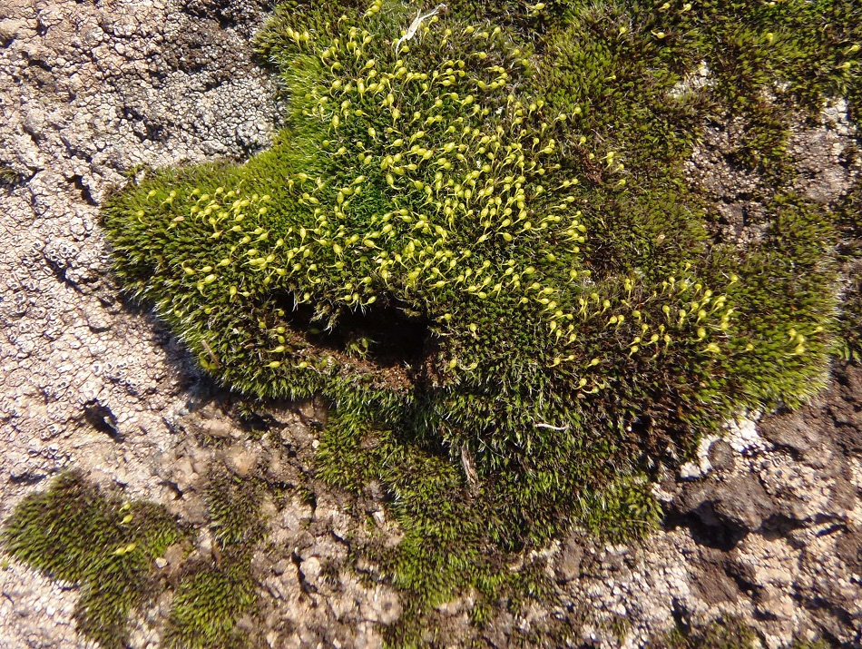 Image of genus Grimmia specimen.