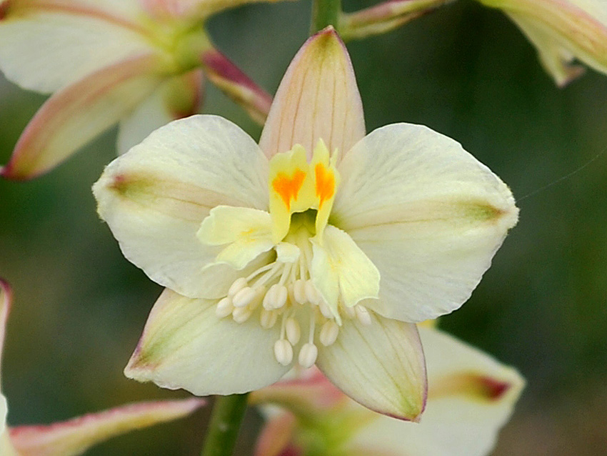 Image of Delphinium semibarbatum specimen.