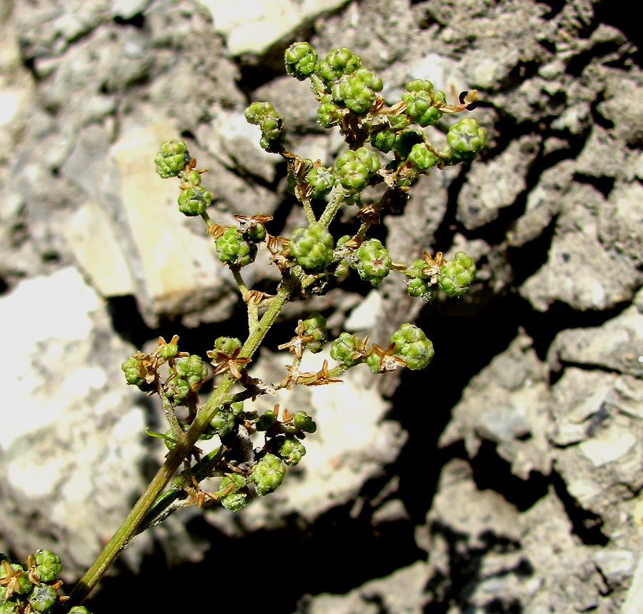 Image of Chenopodiastrum hybridum specimen.