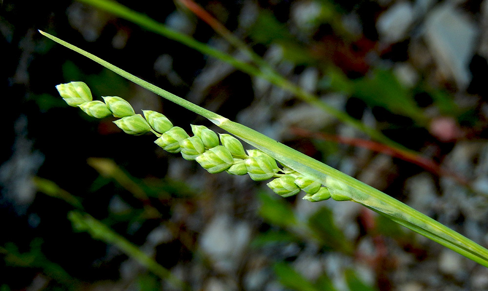 Изображение особи Brizochloa humilis.