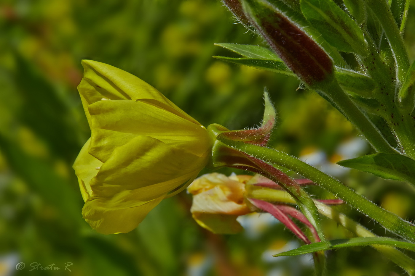 Изображение особи Oenothera glazioviana.