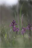 Anacamptis morio ssp. caucasica