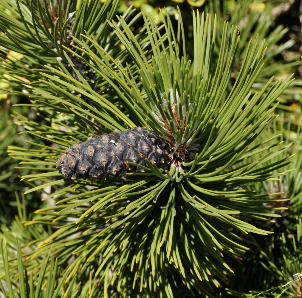 Изображение особи Pinus heldreichii.